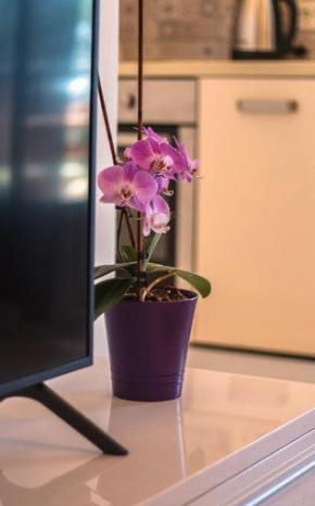 Apartman Boni, Orebic